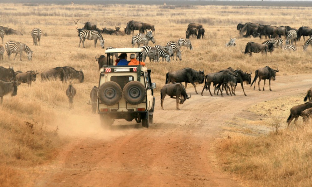Tanzania Serengeti Safaris 