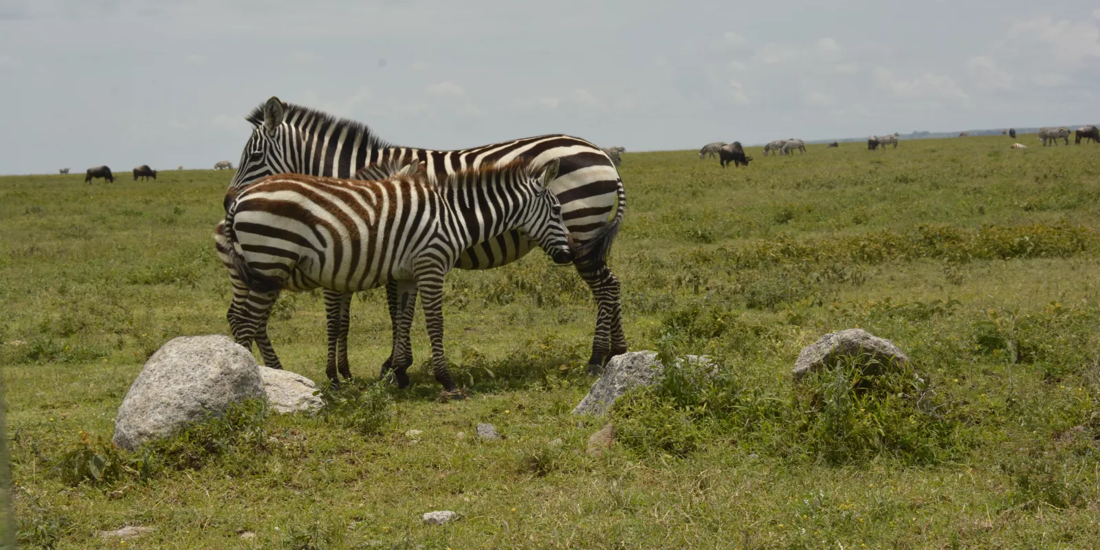 Zebra